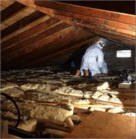 Absolute Mold Remediation Ltd. Vince Bucciachio